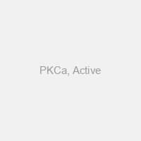 PKCa, Active
